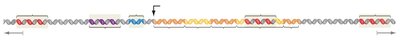 Promoter-proximal elements in eukaryotic protein coding genes