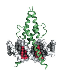 Transcription factors recognize specific DNA sequences