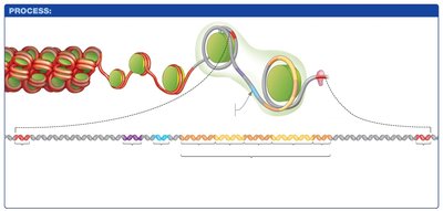 Model of transcription initiation