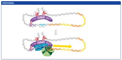 Mediator and transcription initiation complex