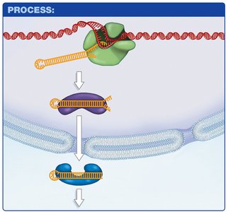 RNA interference and miRNA processing