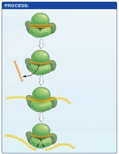 RISC complex and mRNA targeting