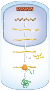 Overview of gene regulation in eukaryotes