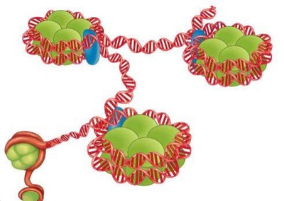 Histone core for the nucleosome