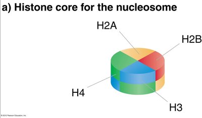 Basic nucleosome structure in beads-on-a-string chromatin
