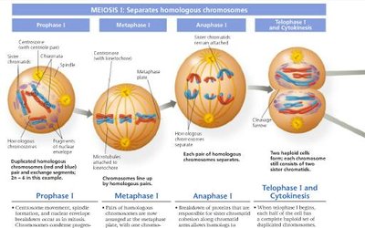 Stages of meiosis I with chromosome movements