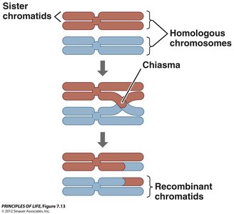 Diagram of crossing over between homologous chromosomes