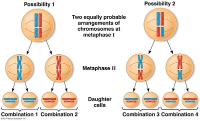 Diagram showing independent assortment of chromosomes during meiosis
