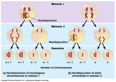 Diagram of nondisjunction in meiosis I and II