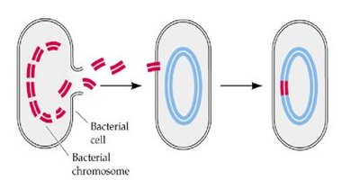 Diagram of bacterial transformation