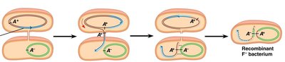 Diagram of bacterial conjugation
