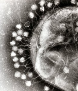 Electron micrograph of bacteriophage for transduction