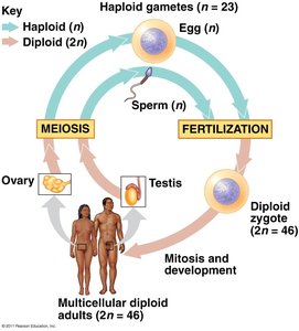Diagram of human sexual life cycle showing meiosis, fertilization, and development