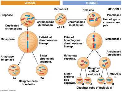 Comparison of mitosis and meiosis showing stages and outcomes
