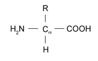 General structure of an amino acid