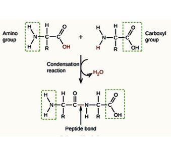 Formation of a peptide bond between amino acids