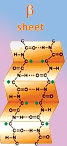 Beta sheet secondary structure of proteins