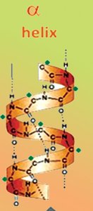 Alpha helix secondary structure of proteins