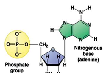 Structure of a nucleotide