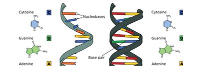 DNA and RNA structure and base pairing