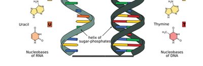 Comparison of DNA and RNA structure