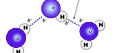 Multiple water molecules forming hydrogen bonds