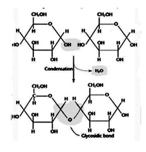 Formation of maltose by condensation of two glucose molecules