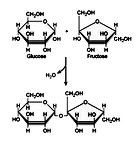 Formation of sucrose from glucose and fructose