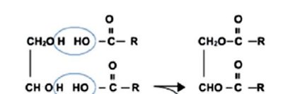 Condensation reaction forming a fat molecule