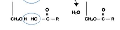 Formation of a triglyceride (fat) by condensation