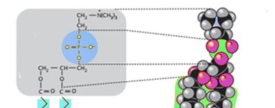 Structure of a phospholipid molecule