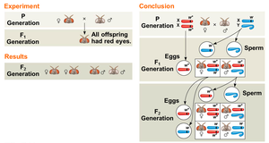 Morgan's cross of red-eyed female and white-eyed male fruit flies