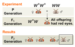 Results of Morgan's cross showing inheritance patterns