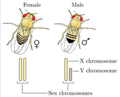Sex chromosomes in male and female fruit flies