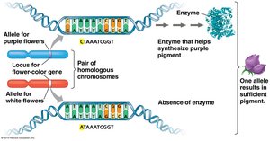 Alleles, loci, and enzyme production for flower color