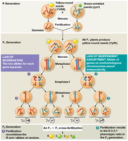 Diagram of meiosis and Mendel's laws