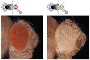 Wild type and mutant eye color in fruit flies