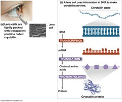 Gene expression: DNA to protein