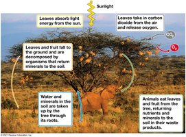 Interactions of an African acacia tree with other organisms and the physical environment