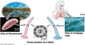 Unity underlying diversity: cilia architecture
