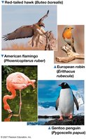 Unity and diversity among birds