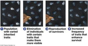 Natural selection process