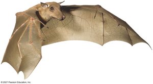 Evolutionary adaptations: bat wings