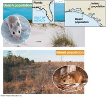 Beach and inland mouse populations