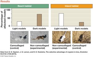 Results: predation rates on camouflaged and non-camouflaged mice