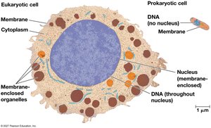 Contrasting eukaryotic and prokaryotic cells
