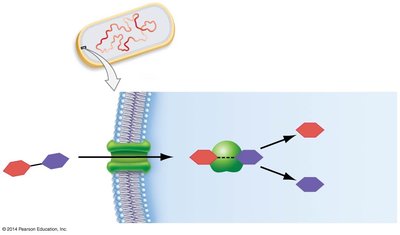 Proteins involved in lactose breakdown