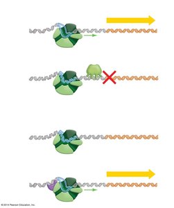 Negative and positive control of transcription