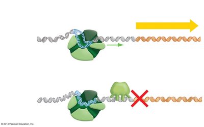 Negative regulation of transcription in the lac operon