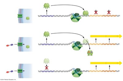 Summary of lac operon regulation scenarios